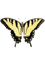 Papilio glaucus 